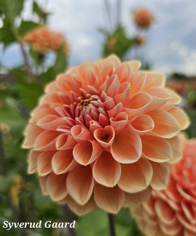 Dahlia Apricona 