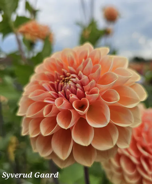 Hovedbilde Dahlia Apricona 