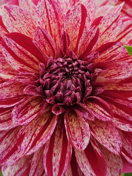 Hovedbilde Dahlia Sturm Sweet Nicole Nyhet 2026