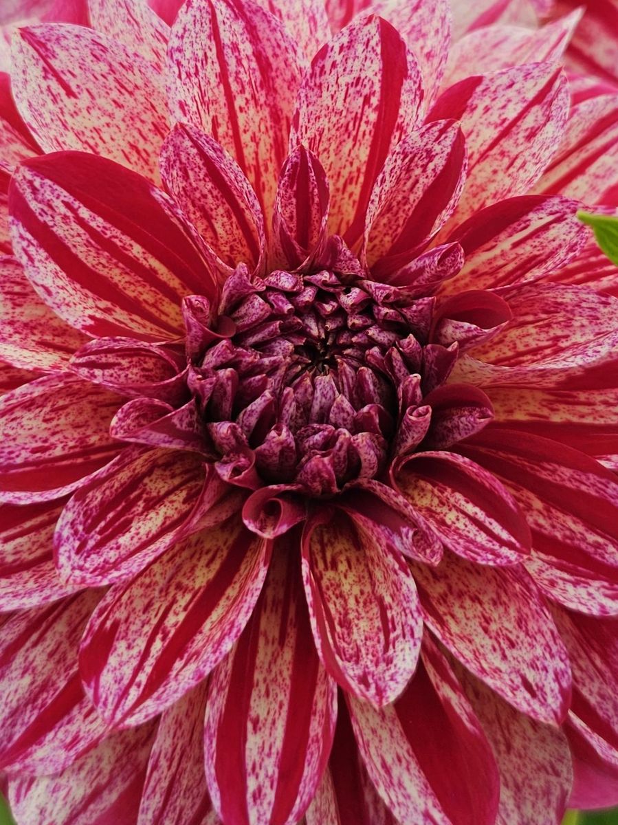 Dahlia Sturm Sweet Nicole Nyhet 2026