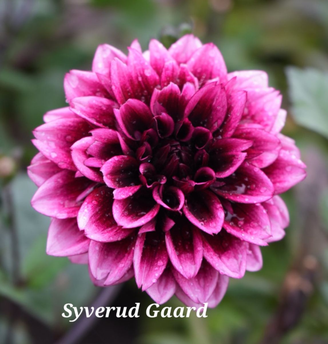 Dahlia Davina Michelle Nyhet 2026