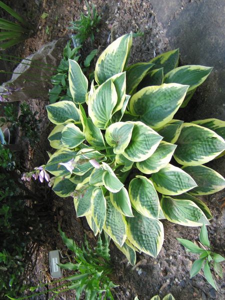 Hovedbilde Hosta Bedazzled 1 stykk Nyhet