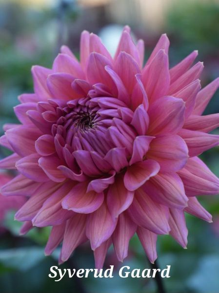 Hovedbilde Dahlia Madeleine Nyhet 2025