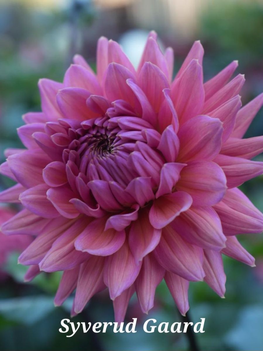 Dahlia Madeleine Nyhet 2025