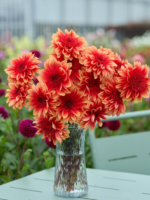 Hovedbilde Dahlia Teun Nyhet 2027