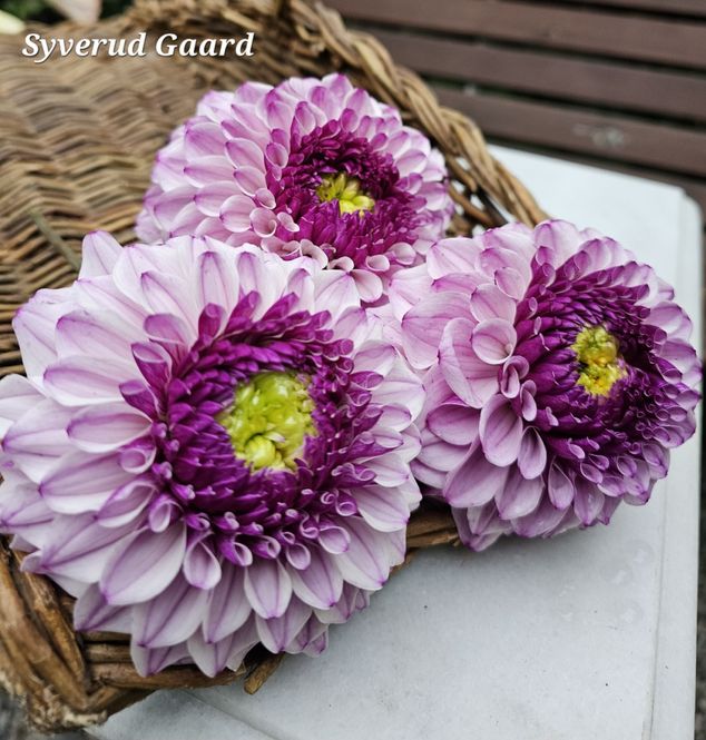 Hovedbilde Dahlia Columbus 