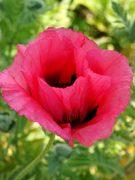 Hovedbilde Papaver orientale Raspberry Queen 1 stykk Nyhet