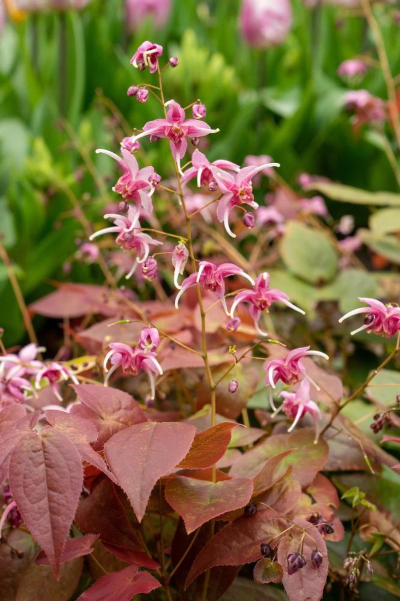 Epimedium Pretty in Pink 1 stykk Nyhet