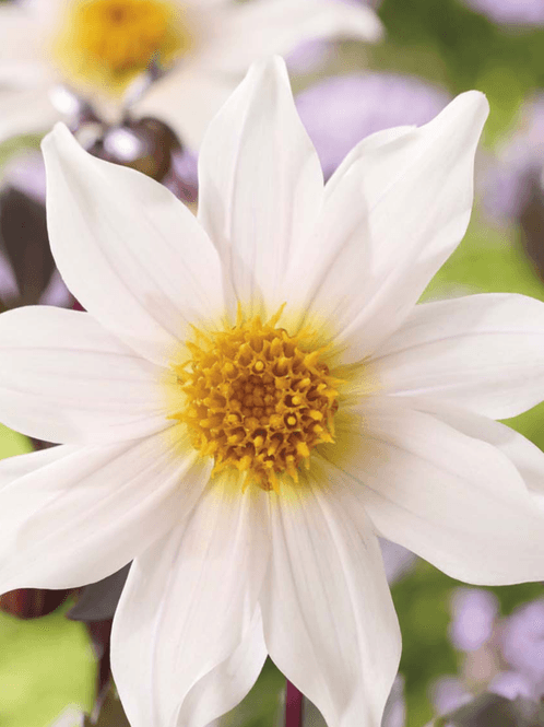 Hovedbilde Dahlia Little Swan Nyhet 2027