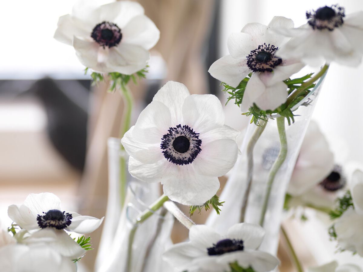 Anemone the Bride 15 stykk Nyhet