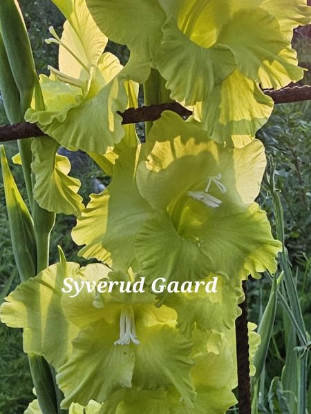 Hovedbilde Gladiolus Dingadong 10 stykk Nyhet