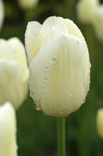 Hovedbilde Tulipan City of Vancouver 5 stykk Nyhet