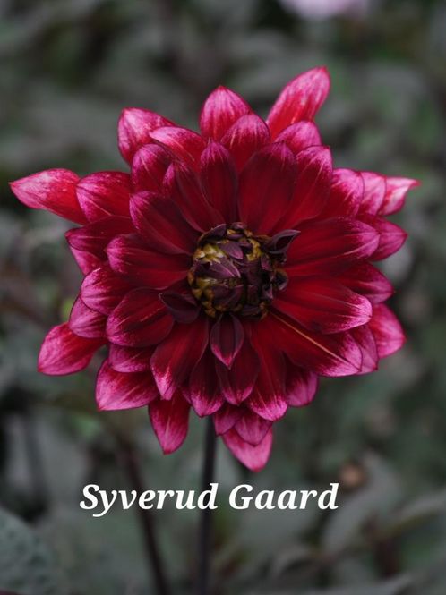 Hovedbilde Dahlia Darkarin Nyhet 2027