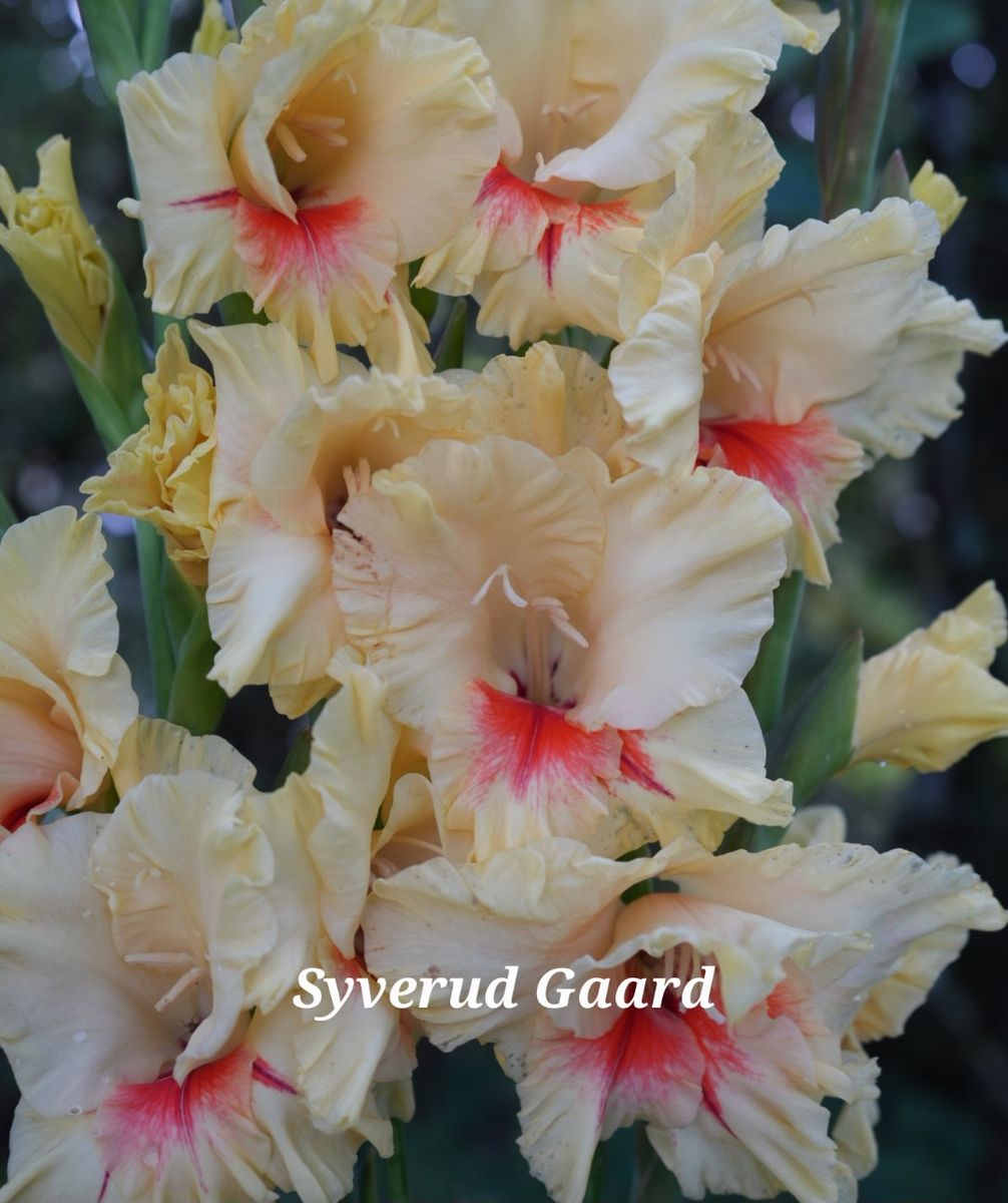 Gladiolus Jester 10 stykk 
