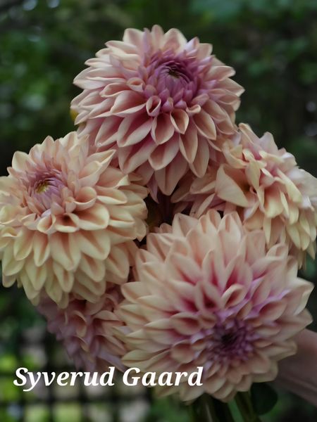 Hovedbilde Dahlia Dusty Beauty 