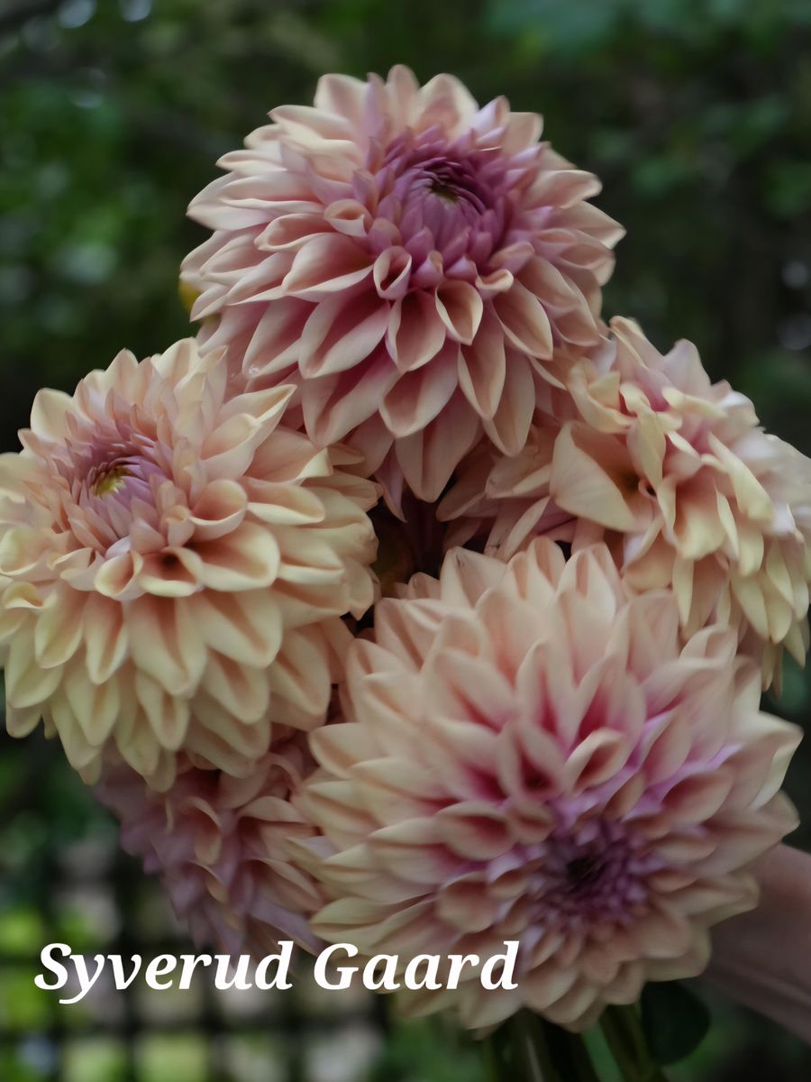 Dahlia Dusty Beauty 