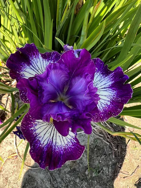 Hovedbilde Iris Sibirica Something Shocking 