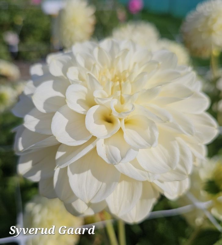 Dahlia Caramel Antique  