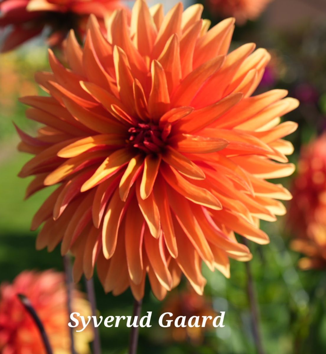 Dahlia Dorita Nyhet 2026