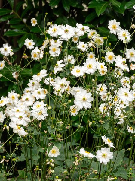 Hovedbilde Anemone Whirlwind 1 stykk Nyhet