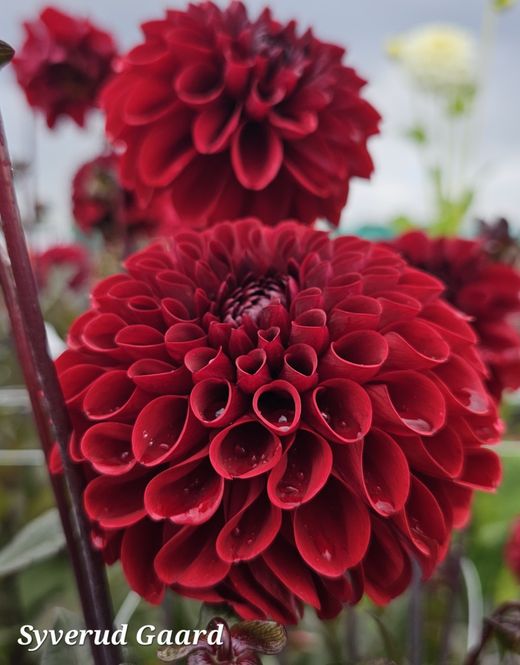 Hovedbilde Dahlia Baccara 