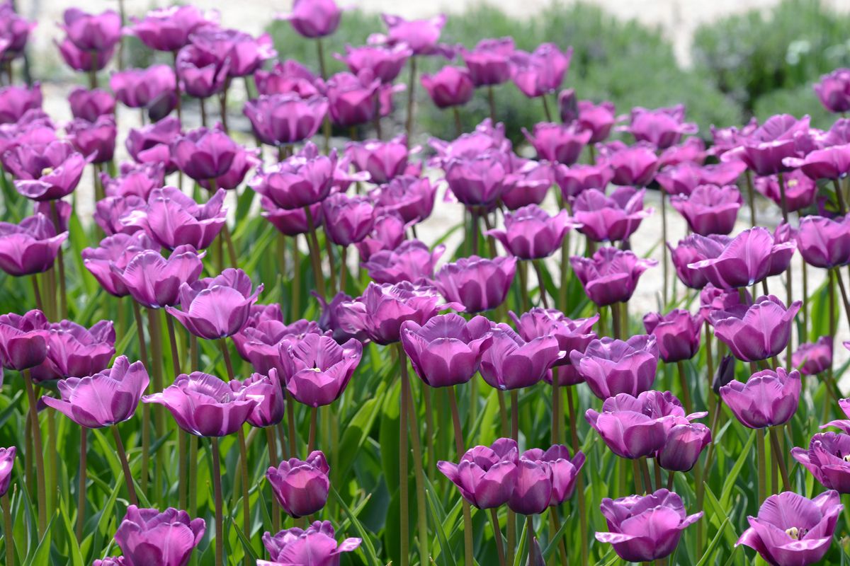 Tulipan Blue Aimable 10 stykk 