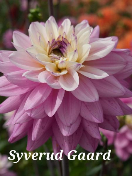 Hovedbilde Dahlia Luka Johanna