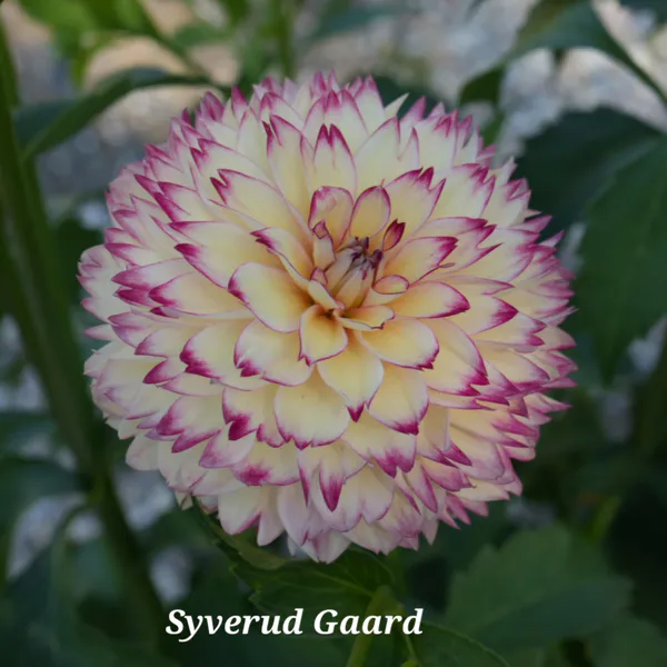 Hovedbilde Dahlia Aphrodite 