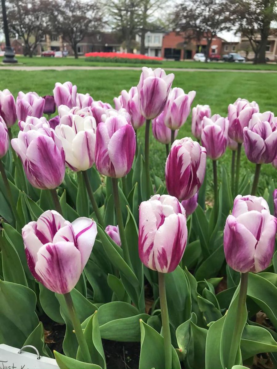 Tulipan Flaming Prince 5 stykk 