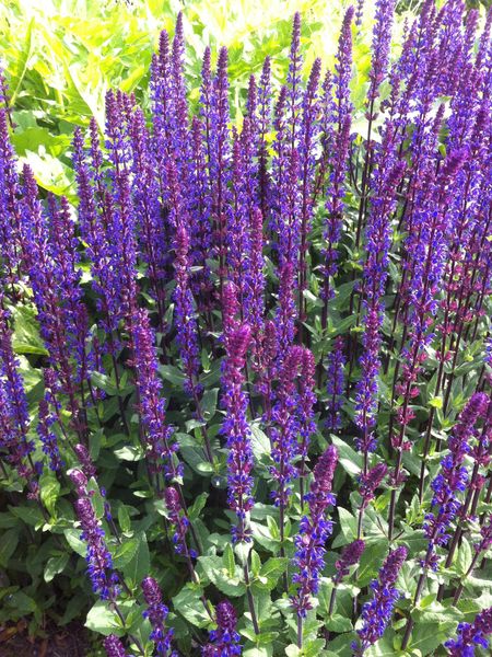 Hovedbilde Salvia nemorosa Caradonna