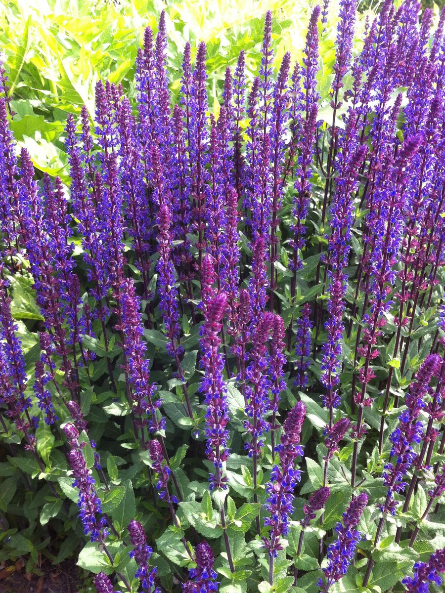 Salvia nemorosa Caradonna