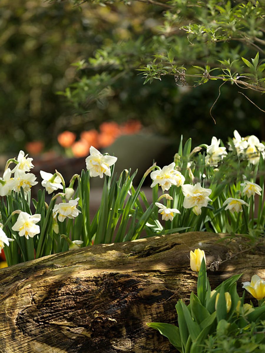 Narcissus White Lion 5 stykk 