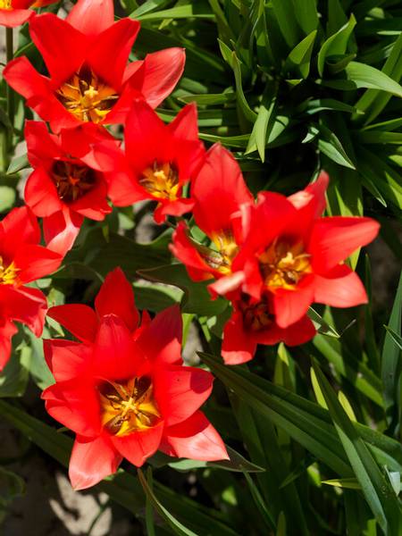 Tulipan Praestans Fusilier 10stykk Nyhet