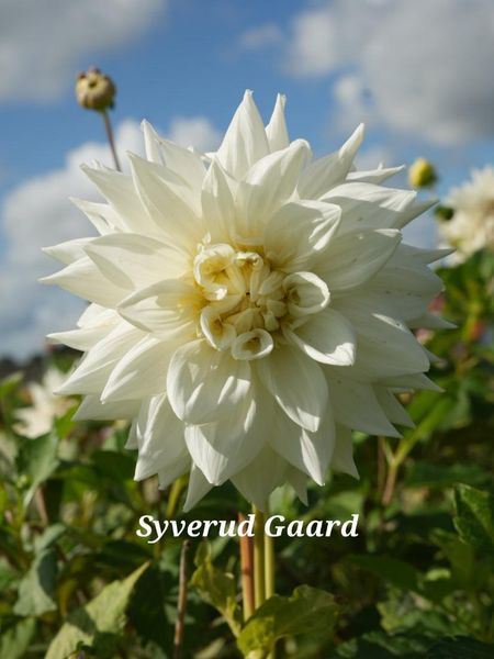 Hovedbilde Dahlia White Alva Nyhet 2026