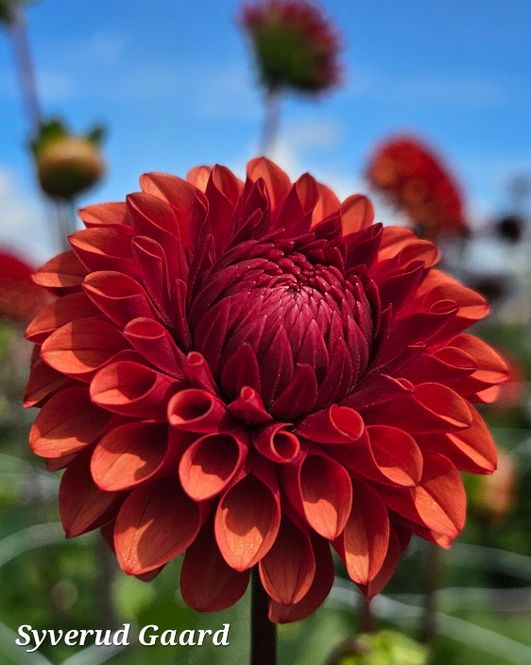 Hovedbilde Dahlia Brown Sugar 