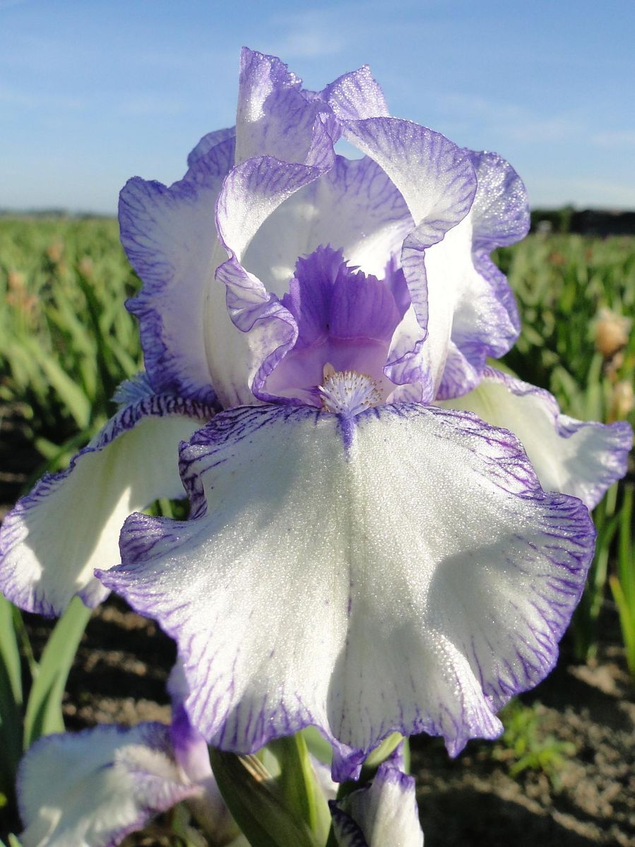 Iris Germanica Bold Print  Nyhet 2026