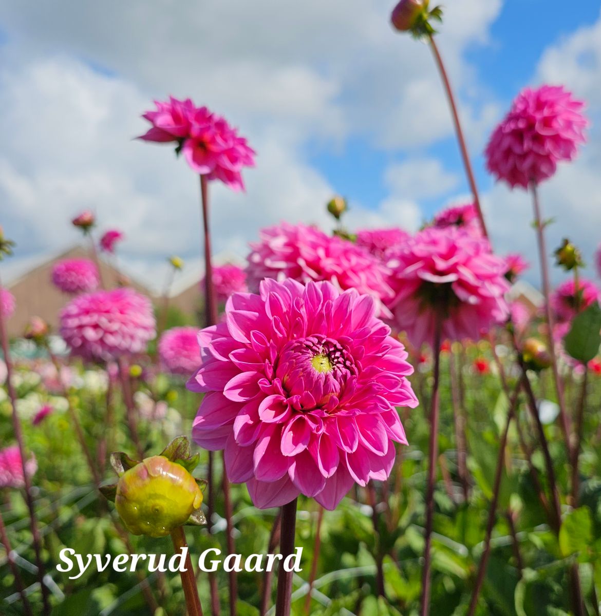 Dahlia Pink Sylvia/ Sandra 