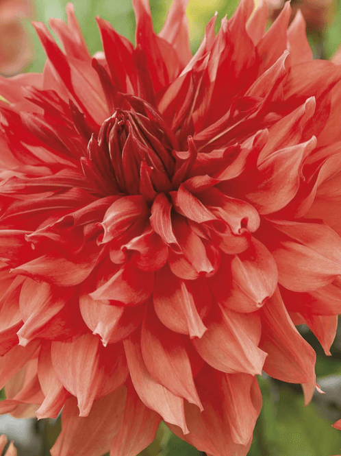 Hovedbilde Dahlia Titan Fireman Nyhet 2027