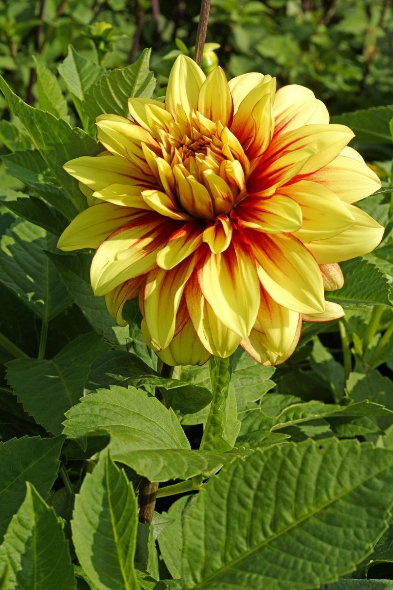 Dahlia Dazzling Sun