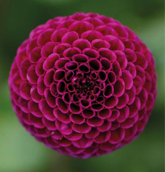Hovedbilde Dahlia Rocco