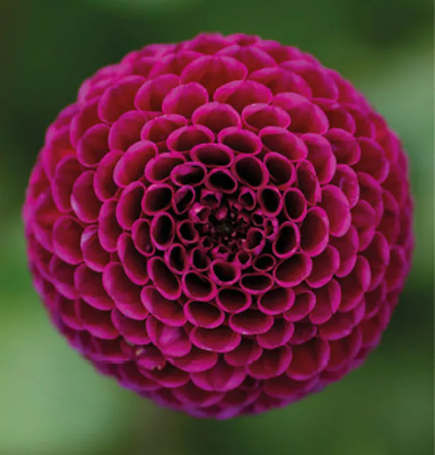 Hovedbilde Dahlia Rocco
