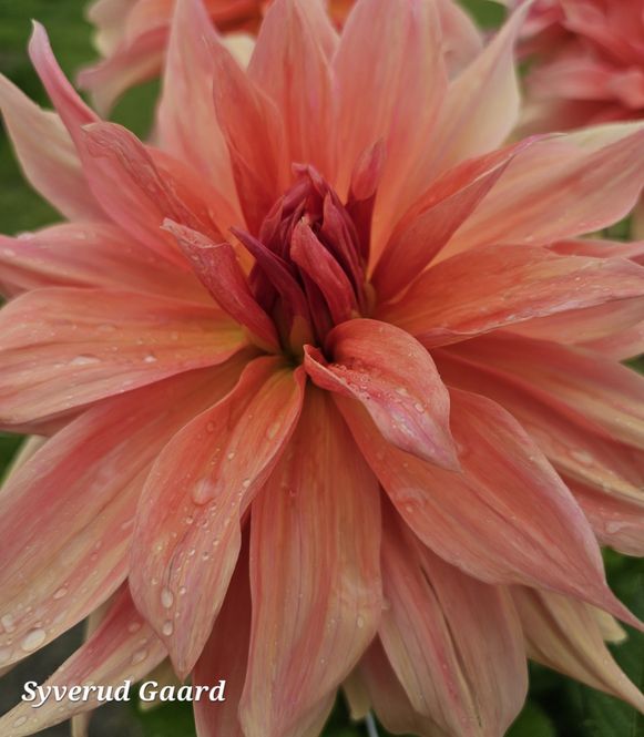Hovedbilde Dahlia Babylon Bronze