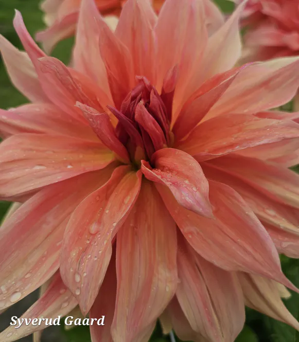 Hovedbilde Dahlia Babylon Bronze