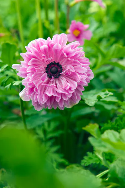 Hovedbilde Anemone Admiral 10 stykk 