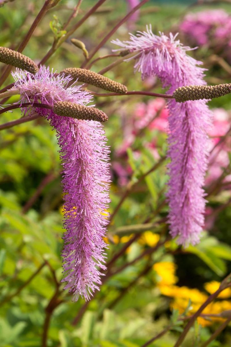 Sanguisorba hakusanensis Lilac Squirrel 1 stykk Nyhet