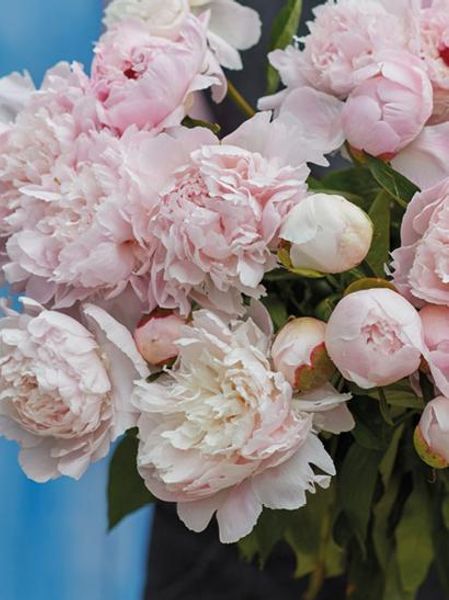 Hovedbilde Paeonia Alertie 