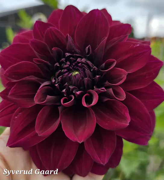 Hovedbilde Dahlia Admiral Rawlings 