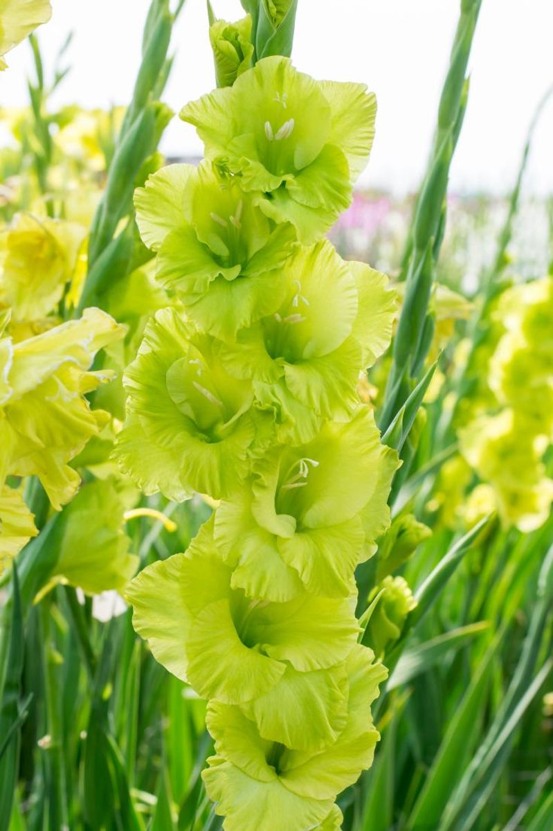 Gladiolus Green star 8 stykk