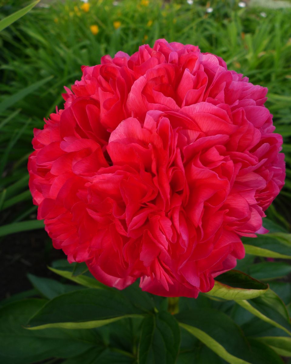 Paeonia Peachy Rose Nyhet