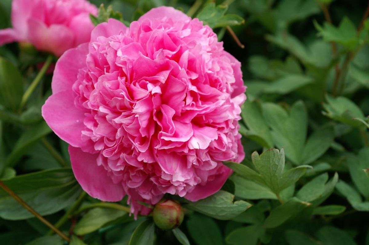 Paeonia Monsieur Jules Elie 
